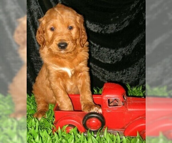 Medium Photo #4 Goldendoodle Puppy For Sale in SELINSGROVE, PA, USA