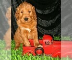 Small Photo #4 Goldendoodle Puppy For Sale in SELINSGROVE, PA, USA