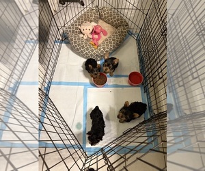 Yorkshire Terrier Litter for sale in NORFOLK, VA, USA