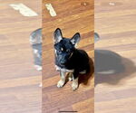 Small #1 German Shepherd Dog-Huskies  Mix