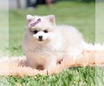 Small Photo #69 Pomeranian Puppy For Sale in WARSAW, IN, USA