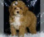 Small #2 Poodle (Miniature)