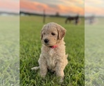 Small Photo #4 Goldendoodle-Poodle (Standard) Mix Puppy For Sale in ASHVILLE, AL, USA