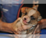 Puppy Puppy 2 Pembroke Welsh Corgi
