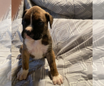 Puppy 5 Boxer