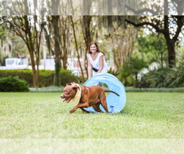 Medium Photo #7 Mutt Puppy For Sale in  Gainesville, FL, USA