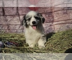 Puppy 1 Miniature American Shepherd-Pembroke Welsh Corgi Mix