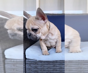French Bulldog Puppy for sale in CINCINNATI, OH, USA
