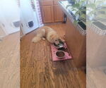 Small #4 Great Pyrenees