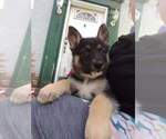 Small Photo #2 German Shepherd Dog-Siberian Husky Mix Puppy For Sale in HERNDON, PA, USA