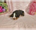 Small Photo #36 Bernedoodle Puppy For Sale in COLORADO SPRINGS, CO, USA