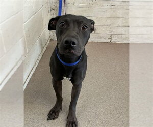 Mutt Dogs for adoption in San Bernardino, CA, USA