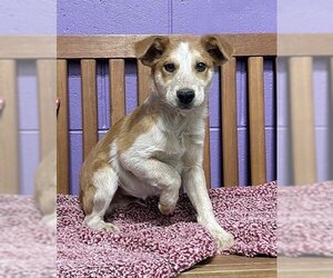 Border Collie-Unknown Mix Dogs for adoption in Genesee, WI, USA
