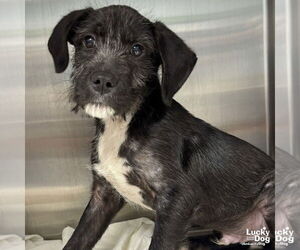 Pointer-Unknown Mix Dogs for adoption in Washington, DC, USA