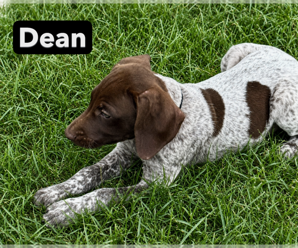 Medium Photo #1 German Shorthaired Pointer Puppy For Sale in RUTHERFORDTON, NC, USA