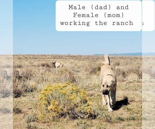 Medium Photo #2 Kangal Dog Puppy For Sale in SILVER LAKE, OR, USA
