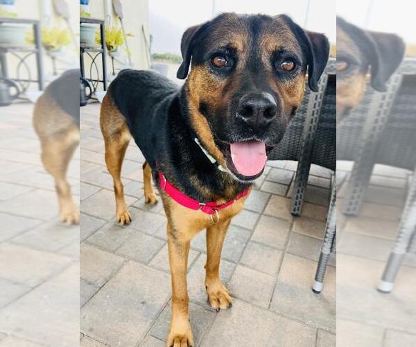 Medium Photo #1 Rottweiler-Unknown Mix Puppy For Sale in Santa Barbara, CA, USA