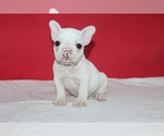 Puppy 3 French Bulldog