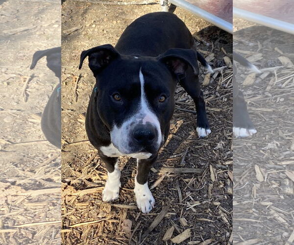 Medium Photo #17 Mutt Puppy For Sale in Spotsylvania, VA, USA