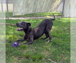 Small #1 Mutt
