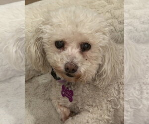 Cutie - Female Poodle (Miniature)-Unknown Mix Dog for Adoption - Photo #2