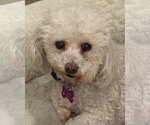 Small Photo #2 Poodle (Miniature)-Unknown Mix Puppy For Sale in Corona, CA, USA