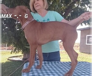 Vizsla Puppy for Sale in ALPINE, Texas USA