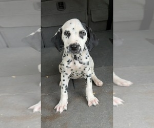 Dalmatian Puppy for sale in JEMISON, AL, USA