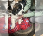 Small Photo #4 Saint Bernard Puppy For Sale in ANTWERP, NY, USA
