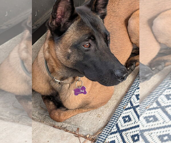 Medium Photo #4 Mutt Puppy For Sale in Imlay City, MI, USA