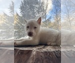 Small #16 Siberian Husky