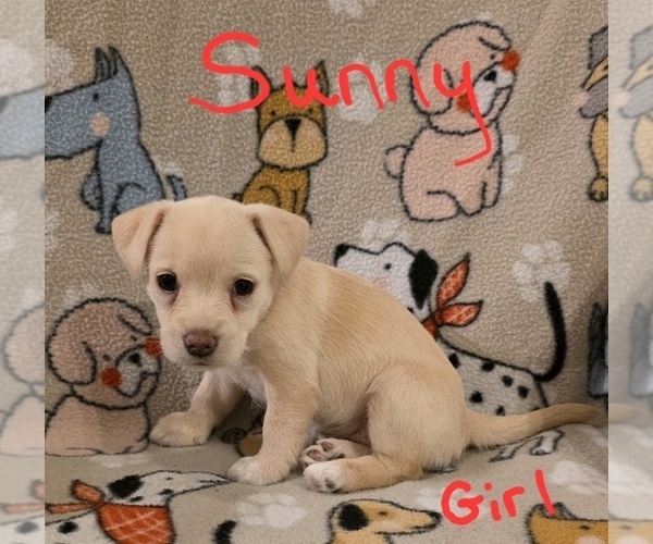 Medium Photo #25 Chizer Puppy For Sale in MONTEZUMA, GA, USA
