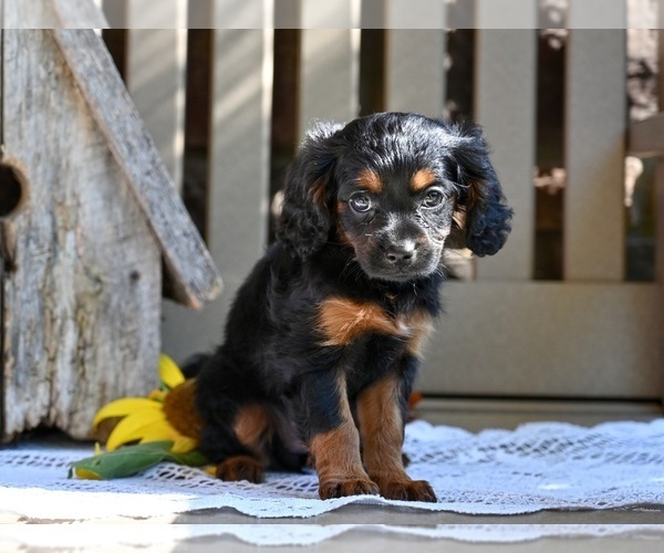 Medium Photo #5 Cavapoo Puppy For Sale in MILLERSBURG, OH, USA