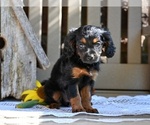 Small #4 Cavapoo