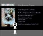 Small Photo #10 Poodle (Standard) Puppy For Sale in HAMPTON, VA, USA