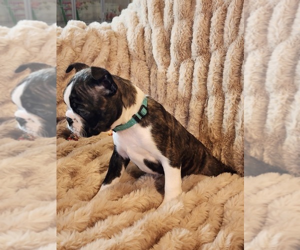 Medium Photo #4 Boston Terrier Puppy For Sale in STRASBURG, OH, USA