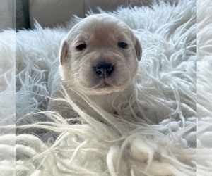 Labrador Retriever Puppy for sale in AND, SC, USA