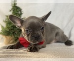 Small Photo #4 French Bulldog Puppy For Sale in CEDAR LANE, PA, USA