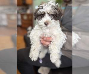 Schnauzer (Miniature) Puppy for sale in WATERFORD, MI, USA