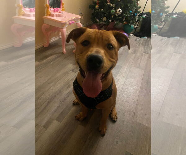 Medium Photo #3 American Pit Bull Terrier-Labrador Retriever Mix Puppy For Sale in Woodland, CA, USA