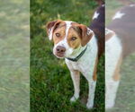 Small #2 Beagle Mix
