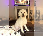 Small #2 Poodle (Miniature)