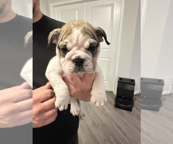 Medium Photo #5 English Bulldog Puppy For Sale in WEEKI WACHEE, FL, USA