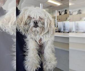 Shih Tzu Dogs for adoption in San Antonio, TX, USA