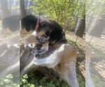 Small Photo #36 Australian Shepherd Puppy For Sale in FARMVILLE, VA, USA