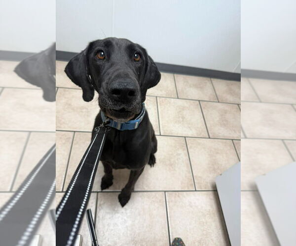 Medium Photo #7 Great Dane-Labrador Retriever Mix Puppy For Sale in Bullard, TX, USA