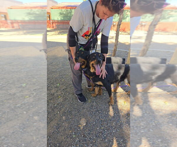 Medium Photo #4 Rottweiler Puppy For Sale in Gilbert, AZ, USA