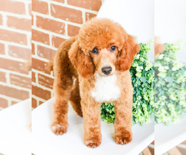 Medium Photo #9 Poodle (Toy) Puppy For Sale in SYRACUSE, IN, USA