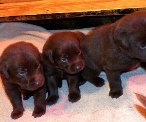Labrador Retriever Puppy for sale in WILSONS, VA, USA