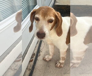Beagle Dogs for adoption in Dunnellon, FL, USA